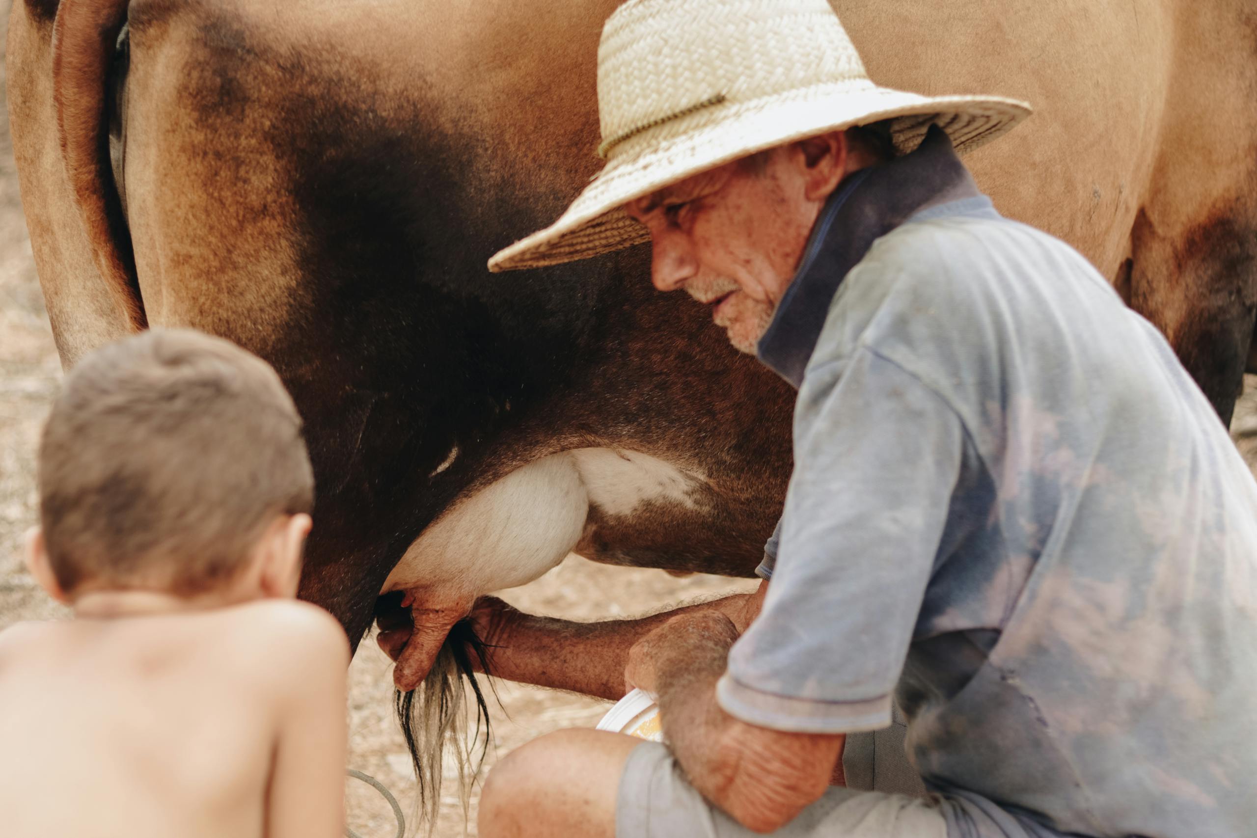 Elderly man and child milking a cow outdoors in Paulista, Brazil.