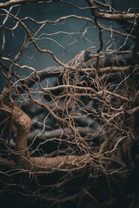 Intricate entangled tree roots against a dark, mystical backdrop.