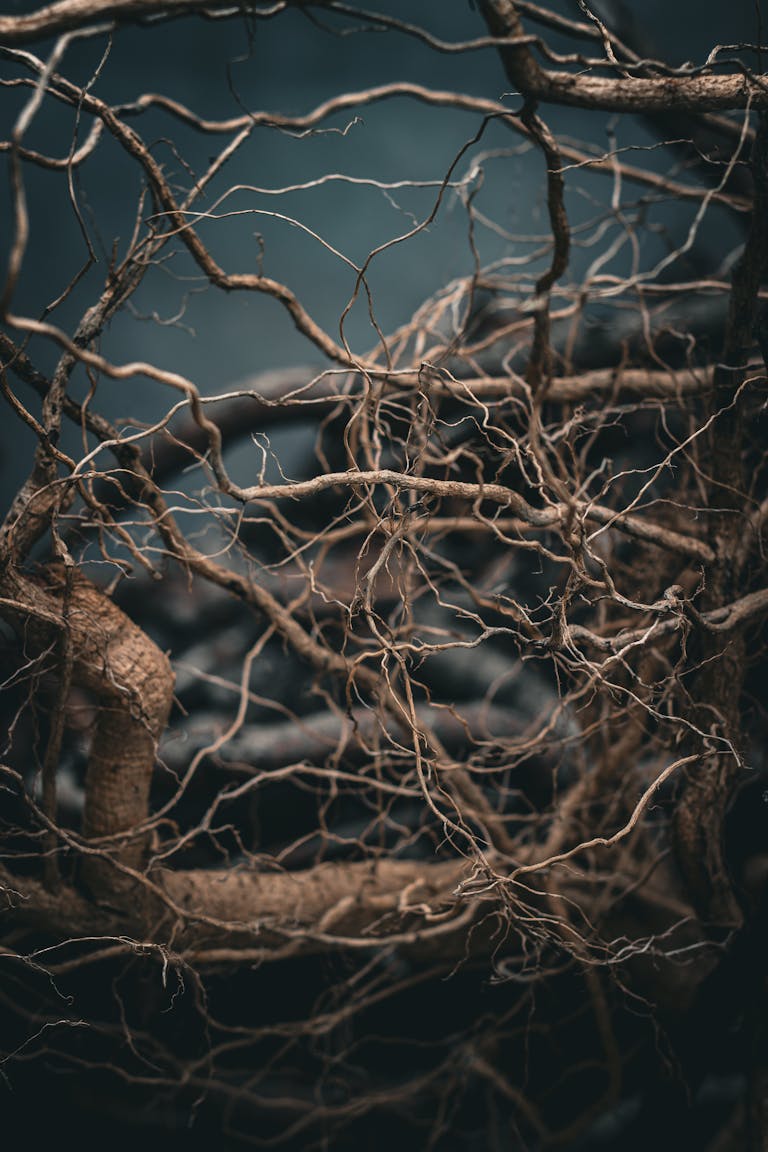 Intricate entangled tree roots against a dark, mystical backdrop.