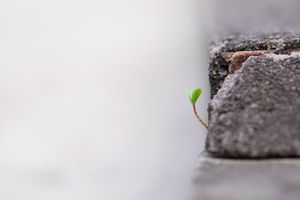A small green sprout emerging from a crack in the concrete symbolizing growth and resilience.