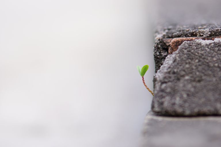 A small green sprout emerging from a crack in the concrete symbolizing growth and resilience.