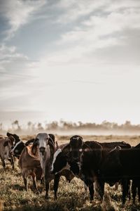 Group of Brahman cattle grazing in a misty rural pasture at sunrise, with a serene countryside backdrop.