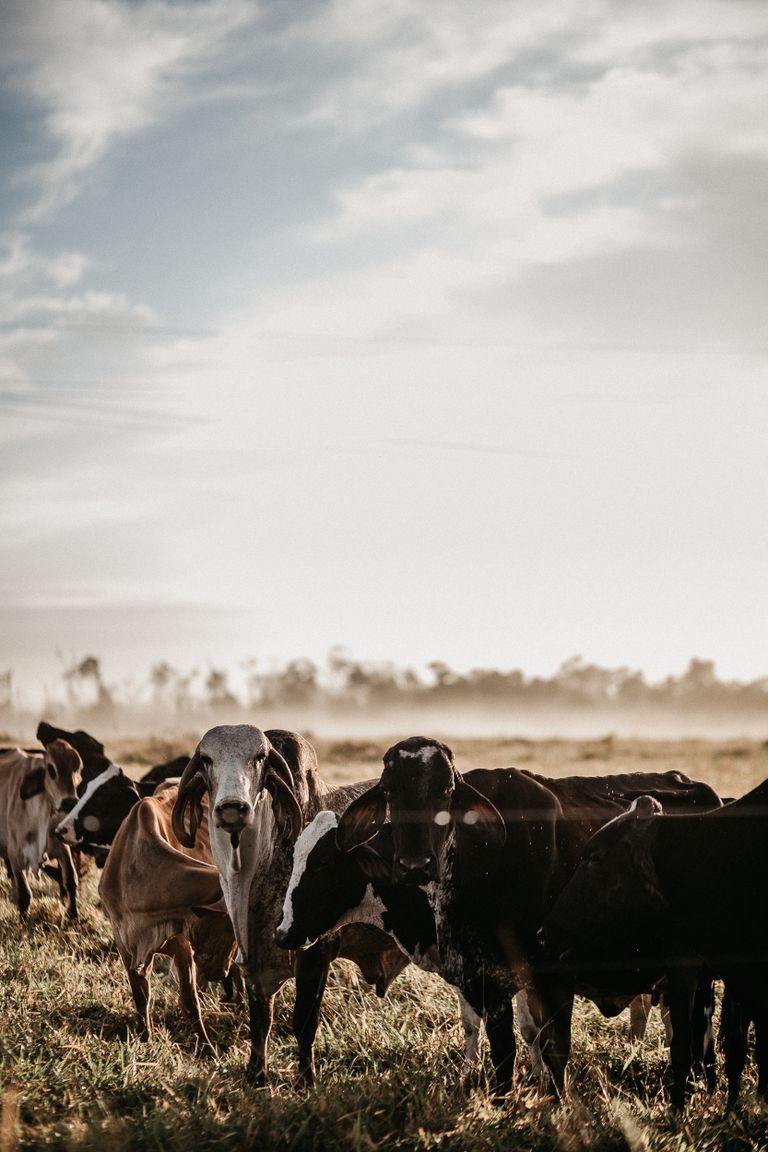 Group of Brahman cattle grazing in a misty rural pasture at sunrise, with a serene countryside backdrop.